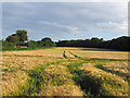  : Cereal Crop at Benacre by Roger Jones