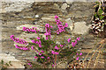 SX7236 : Bell heather above Starehole Cove by Derek Harper