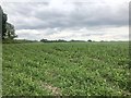 SJ8051 : New maize near Audley by Jonathan Hutchins