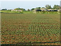 TL5173 : Arable crops, Starlock Hay Fen Common by Christine Johnstone