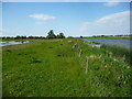 TL3974 : Western floodbank of the New Bedford River by Christine Johnstone