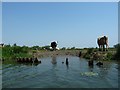 TL5479 : Cattle grazing on the east bank of the River Great Ouse by Christine Johnstone