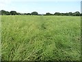 SE3620 : Public footpath across a field of oil seed rape by Christine Johnstone