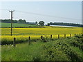 TG0603 : Power line across an oilseed rape field by Christine Johnstone