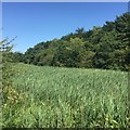 SJ6575 : Reedbed, Witton Brook by Richard Webb