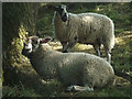 SE0488 : Hot lambs at Swinithwaite by Karl and Ali