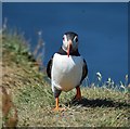 NM2742 : Puffin (Fratercula arctica) on Lunga (1) by Rob Farrow