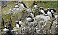 NT6599 : Puffins (Fratercula arctica) by Anne Burgess