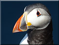 NT6599 : Puffin (Fratercula arctica) by Anne Burgess