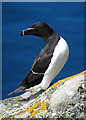 NT6599 : Razorbill (Alca torda) by Anne Burgess