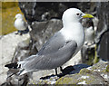 NT6598 : Kittiwake (Rissa tridactyla) by Anne Burgess