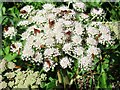 NY6862 : Red-headed Cardinal Beetles (Pyrochroa serraticornis) on umbel by Andrew Curtis