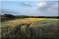 NZ1956 : Low-angled sunshine over wheat field by Trevor Littlewood