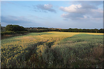  : Low-angled sunshine over wheat field by Trevor Littlewood