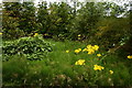 H4572 : Thriving weeds, Dublin Road, Omagh by Kenneth  Allen