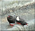 J3474 : Black guillemots, Donegall Quay, Belfast - July 2018(1) by Albert Bridge