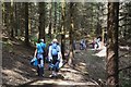 NT2938 : Sunlit path, Cardrona Forest by Jim Barton