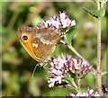 SP0801 : Gatekeeper Butterfly (Pyronia tithonus) by Russel Wills