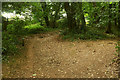 SX8963 : Woodland walk, Manscombe Plantation by Derek Harper