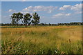 TM4555 : Aldeburgh Marshes by Christopher Hilton