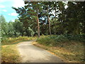 SP7769 : Path through trees near Pitsford Water, Northamptonshire by Malc McDonald