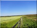 NZ0745 : Hayfield in the sun by Robert Graham