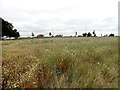 NZ1847 : Wild flower planting at Burnhope by Robert Graham