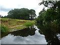 SE3566 : Riverbank, Westwick Cut, River Ure by Christine Johnstone