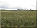 NZ2977 : Arable field east of North Moor Farm by Graham Robson