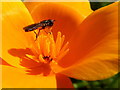 H4671 : Hoverfly, Galbally by Kenneth  Allen