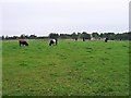  : Mixed herd of cattle, grazing near Bat Bridge by Christine Johnstone