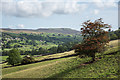 SD9796 : Hill slope with hawthorn tree by Trevor Littlewood