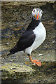 HY2115 : Puffin (Fratercula arctica) by Anne Burgess