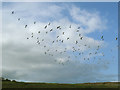 SE1238 : Flock of gulls near Gilstead by Stephen Craven