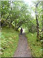 NC0919 : Footpath through the birch woods by Oliver Dixon