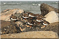 NZ7819 : Turnstones by Richard Croft