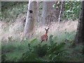 NT2741 : Roe Deer in Glentress Forest by Les Hull