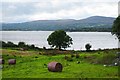 V8768 : Tree by the Kenmare River, Killaha West, near Kenmare, Co.Kerry by P L Chadwick