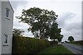 SK9824 : Roadside Ash by Bob Harvey