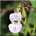 NJ2946 : Himalayan Balsam by Anne Burgess