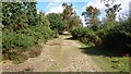 SU8037 : Track on Heathland, Broxhead Common, Hampshire by John P Reeves