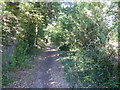 TQ1993 : An ancient wooded lane in Edgware by Marathon