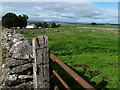 NY5815 : Sheep at Castlehowe Scar farm by Christine Johnstone