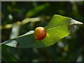 NS3976 : Leaf gall on Osier by Lairich Rig