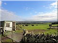 NZ1046 : Cattle beside Millershill Lane by Robert Graham