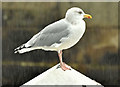 J3576 : Herring gull, Belfast harbour (October 2018) by Albert Bridge