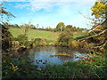 TQ5351 : Ducks on a pond near Sevenoaks Weald by Malc McDonald