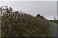  : A high thorny hedge by Ian Greig