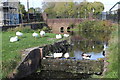 ST2994 : Ducks on canal at Two Locks Road, Cwmbran by M J Roscoe