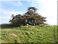 SO2774 : Wind-swept larch trees beside Offa's Dyke Path by Oliver Dixon